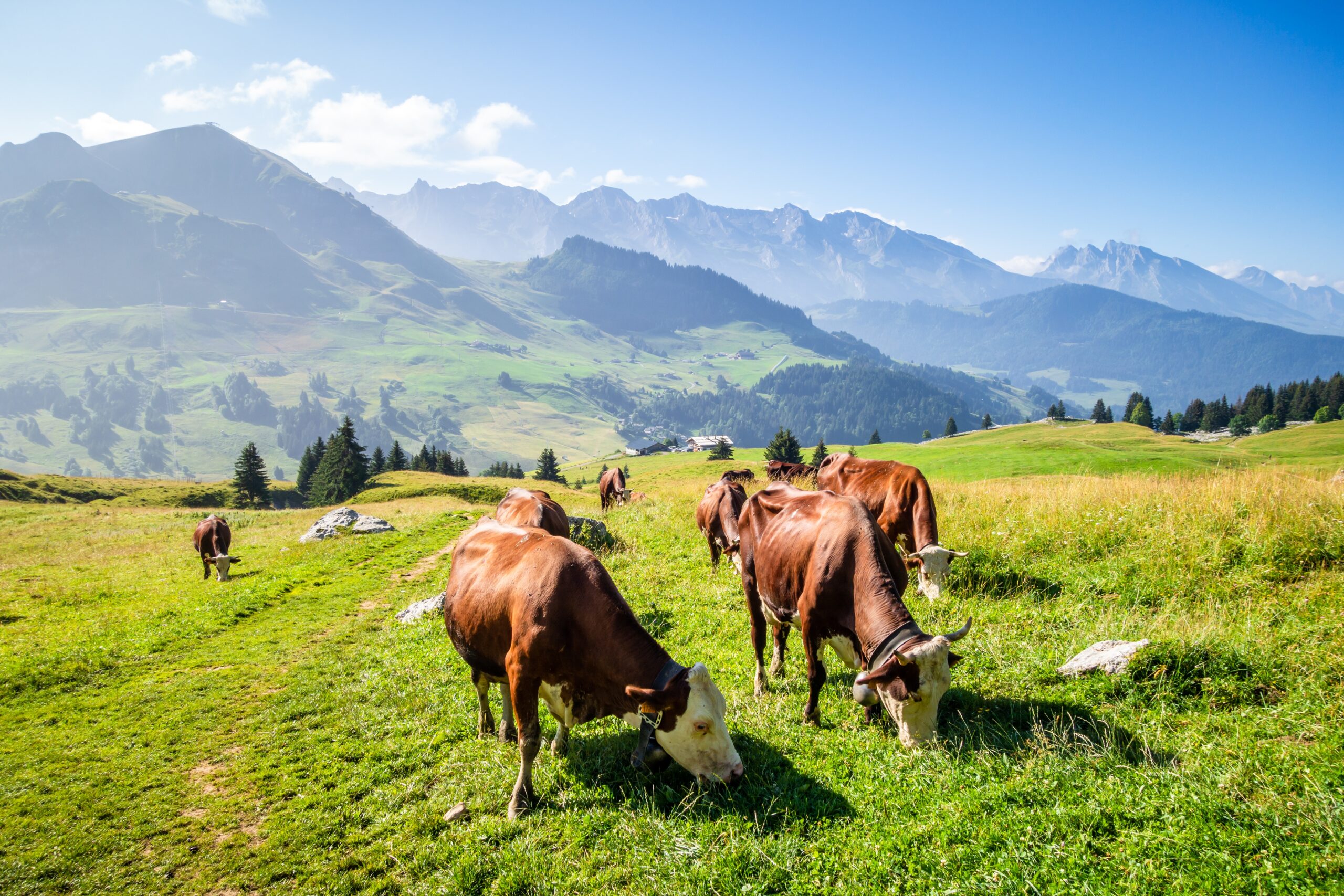 Kühe auf der grünen Almwiese mit Bergpanorama im Hintergrund
