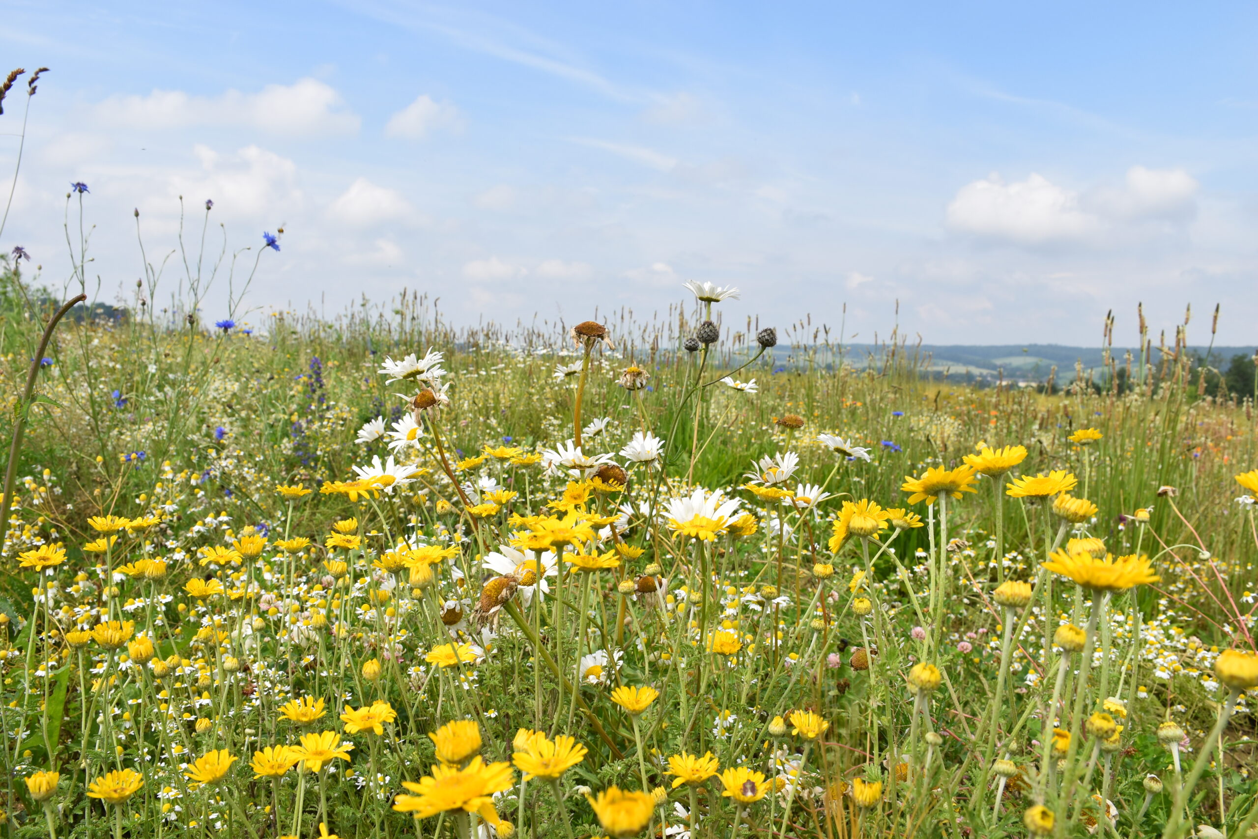 Blumenwiese