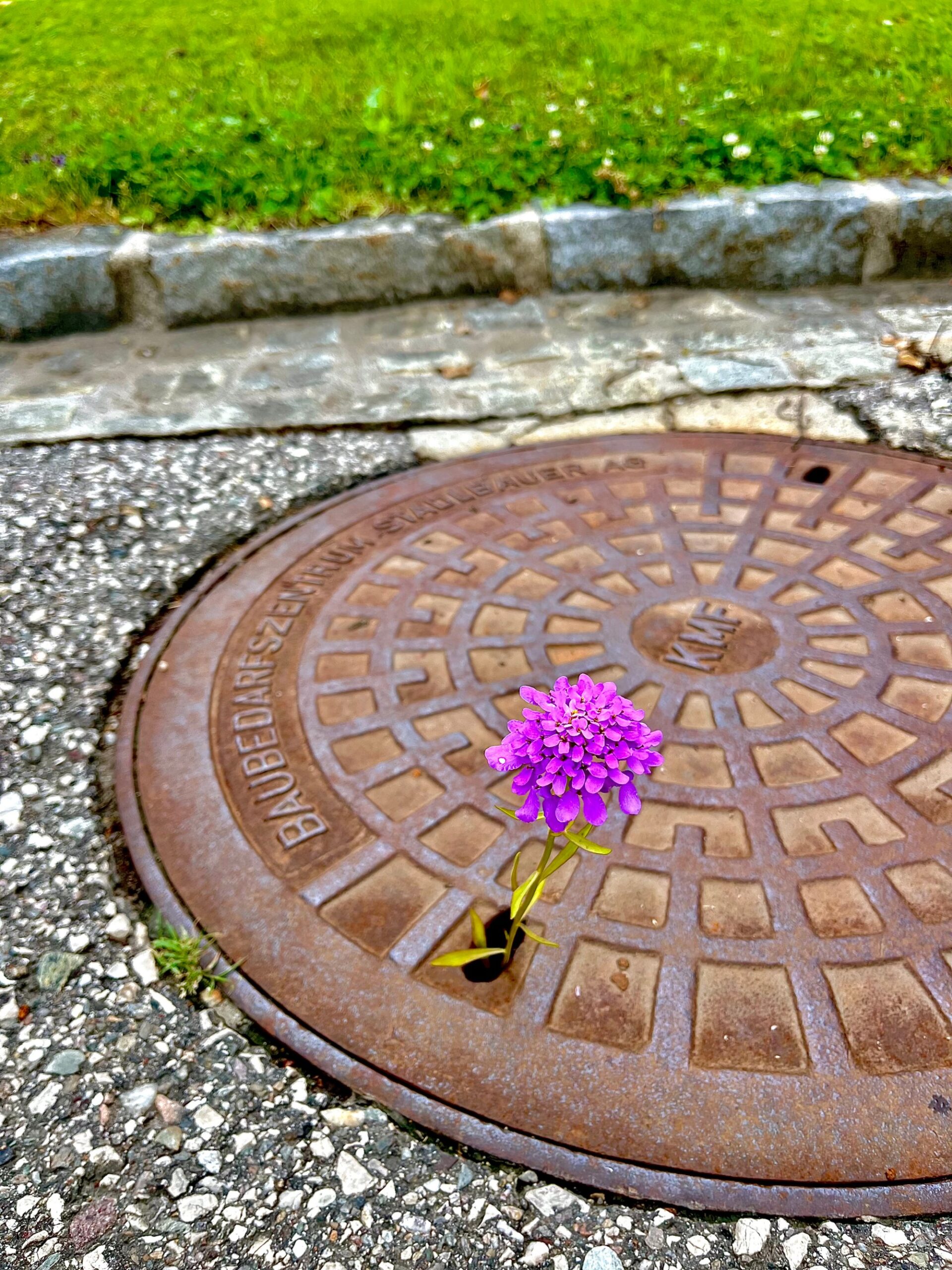 Kanaldeckel aus dem eine Blume wächst