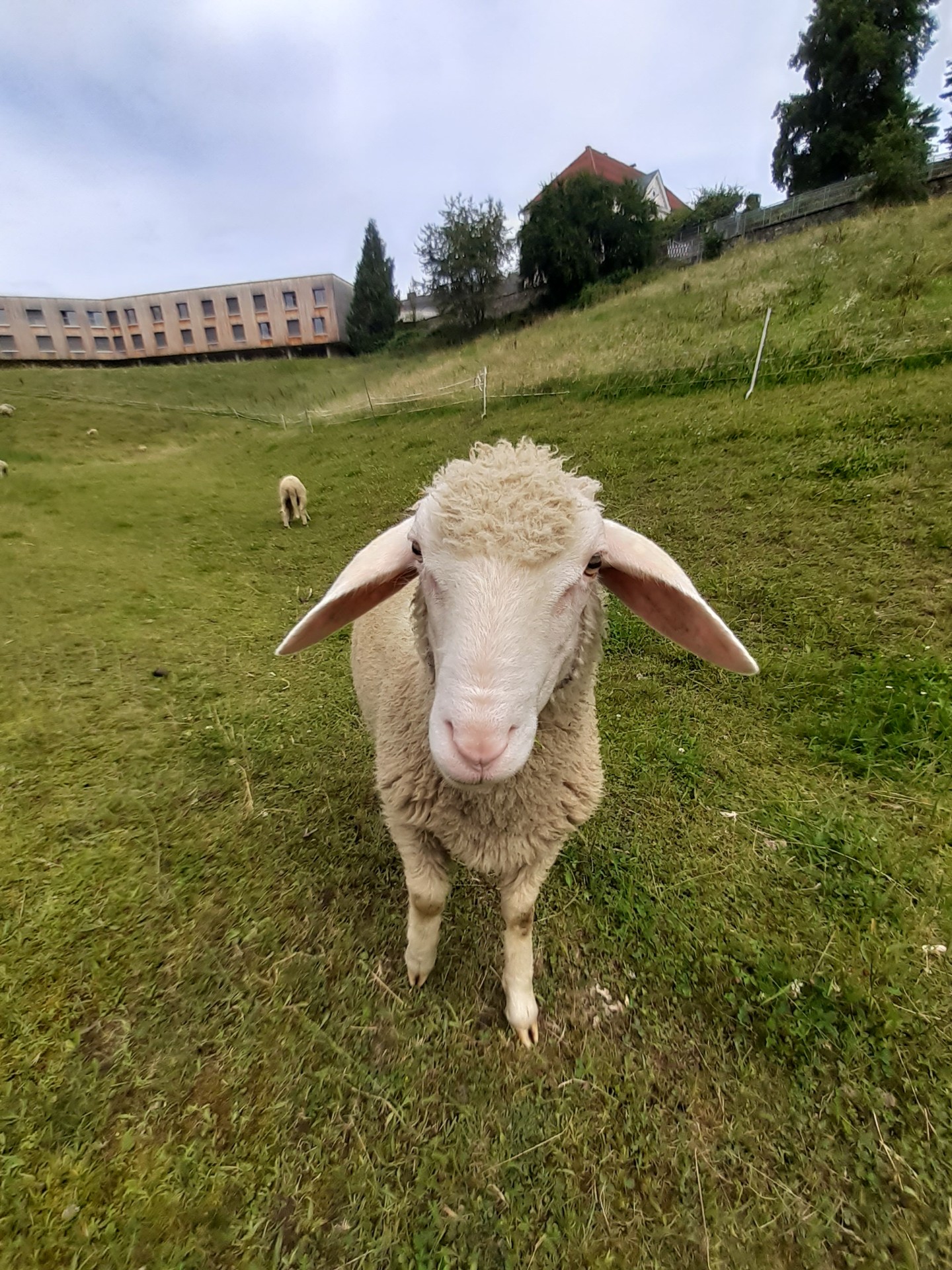 Schaf auf der Wiese