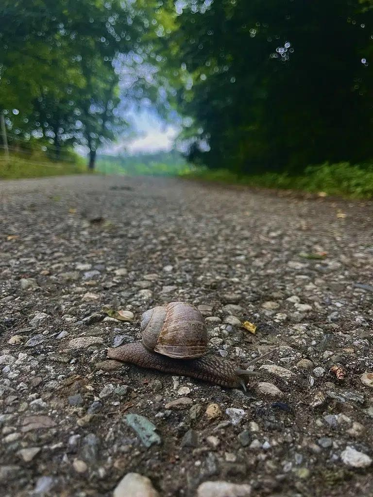 Hausschnecke kreuzt einen Weg