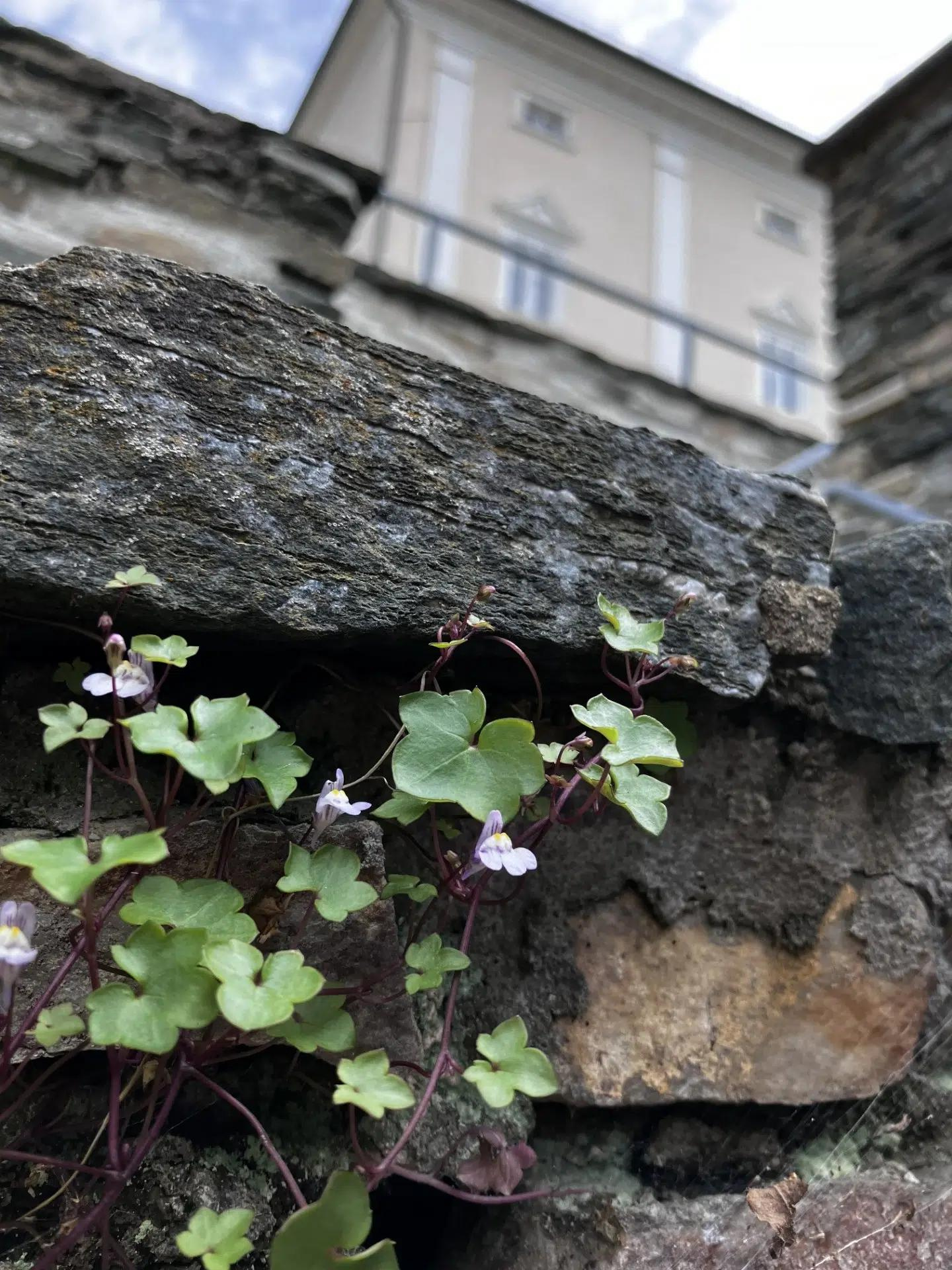 Leberblümchen, das aus einer Mauerfuge wächst