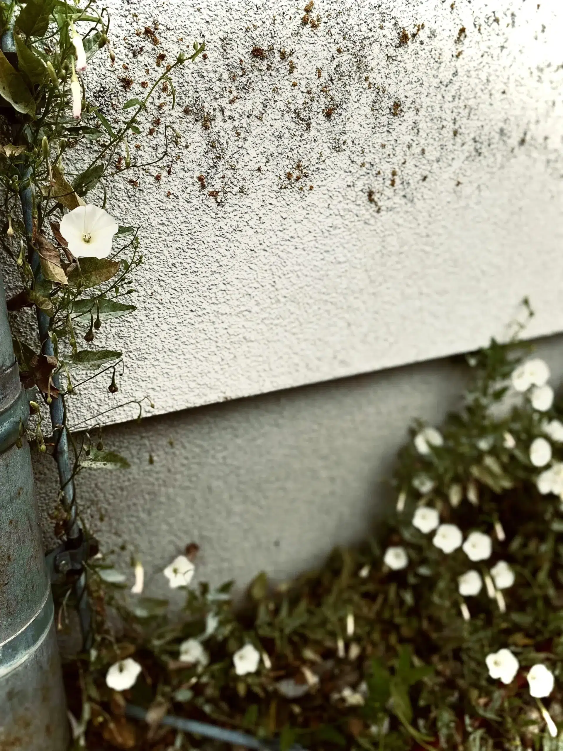 Winde an einer Mauer mit Regenrinne