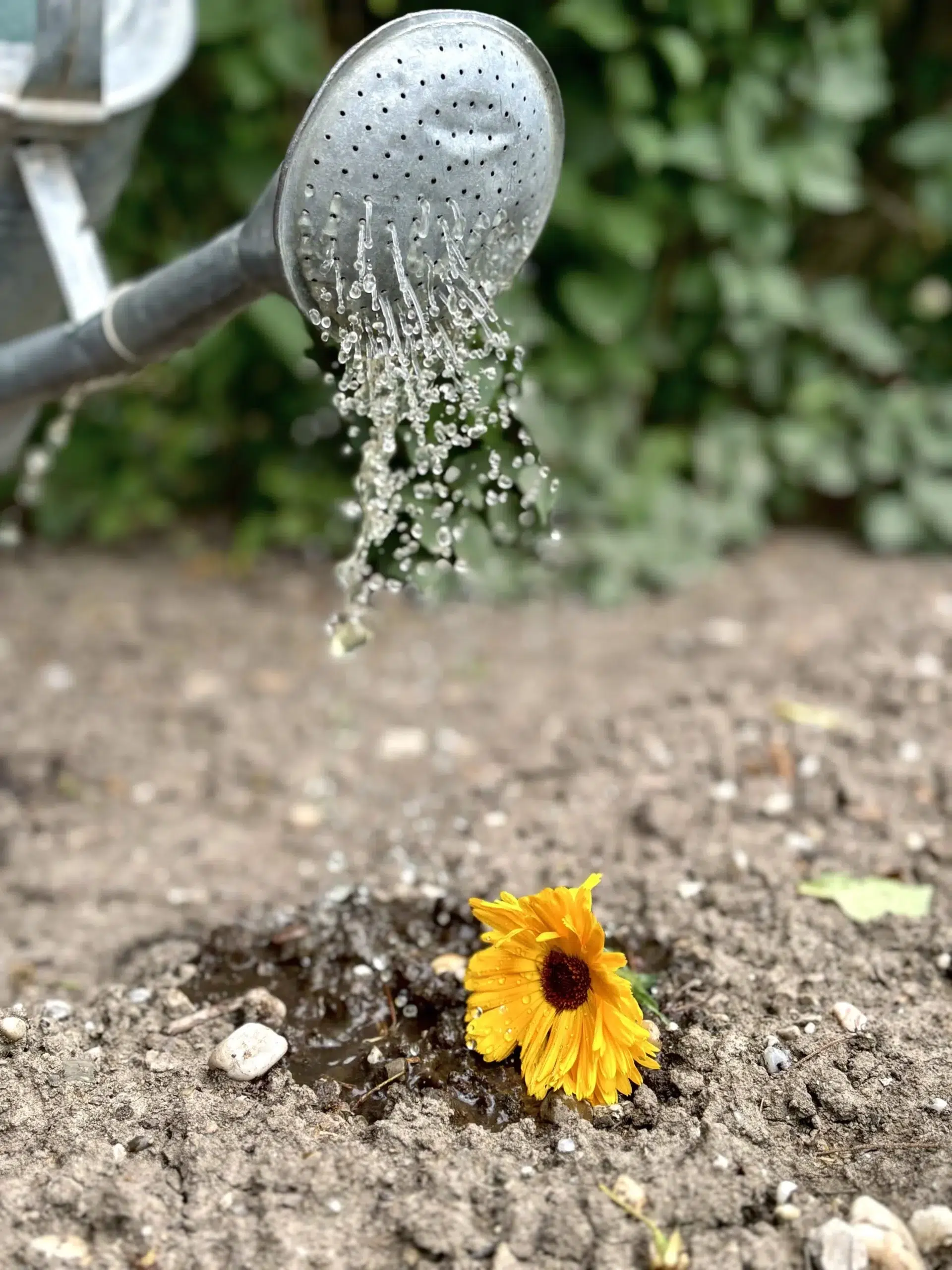 kleine gelbe Blume auf die aus einer Gießkanne Wasser tropft