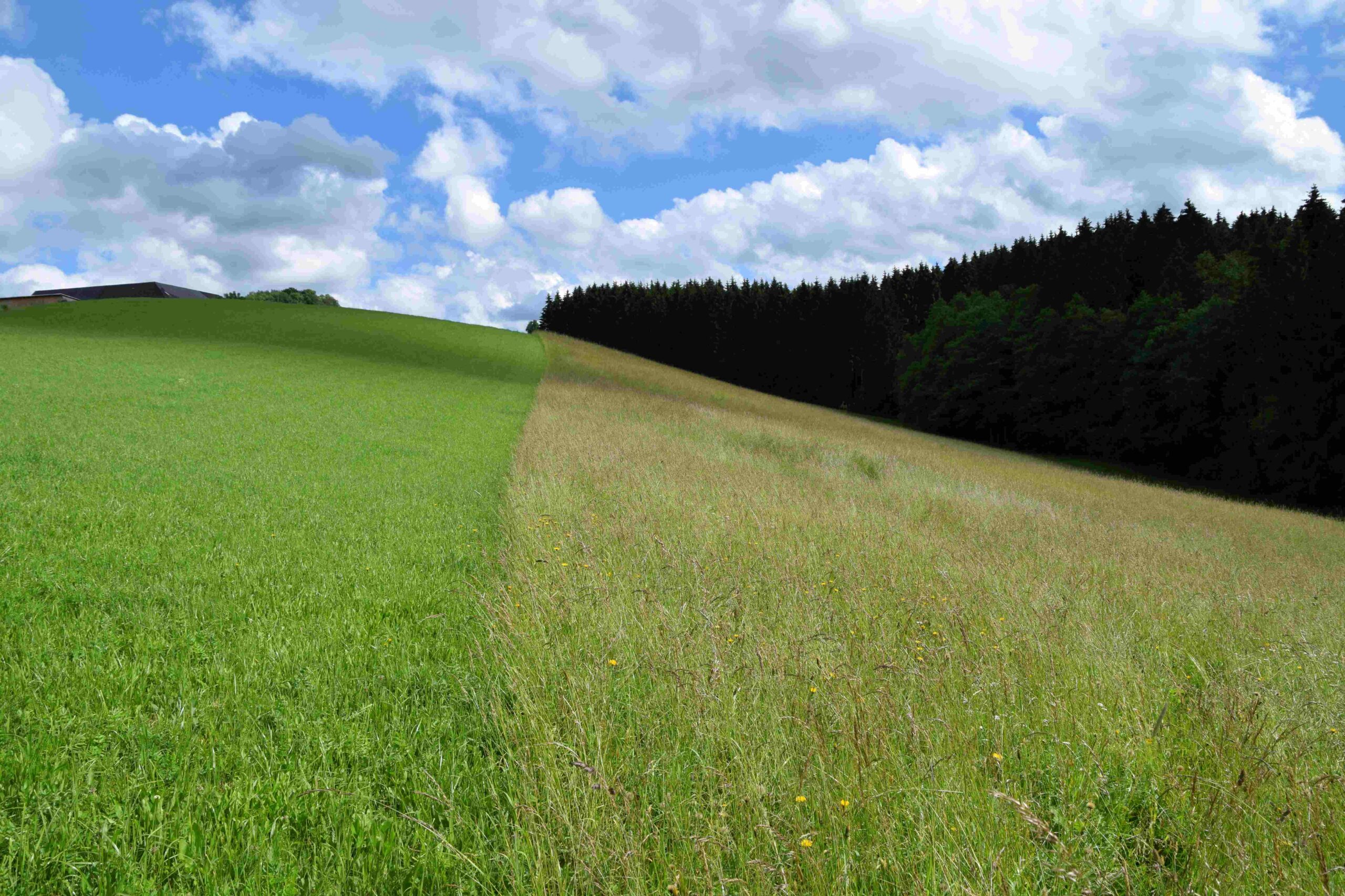 Der Nutzungsunterschied zwei aneinandergrenzender Wiesen ist durch die intensiv grüne und grüngelber Farbe deutlich sichtbar.