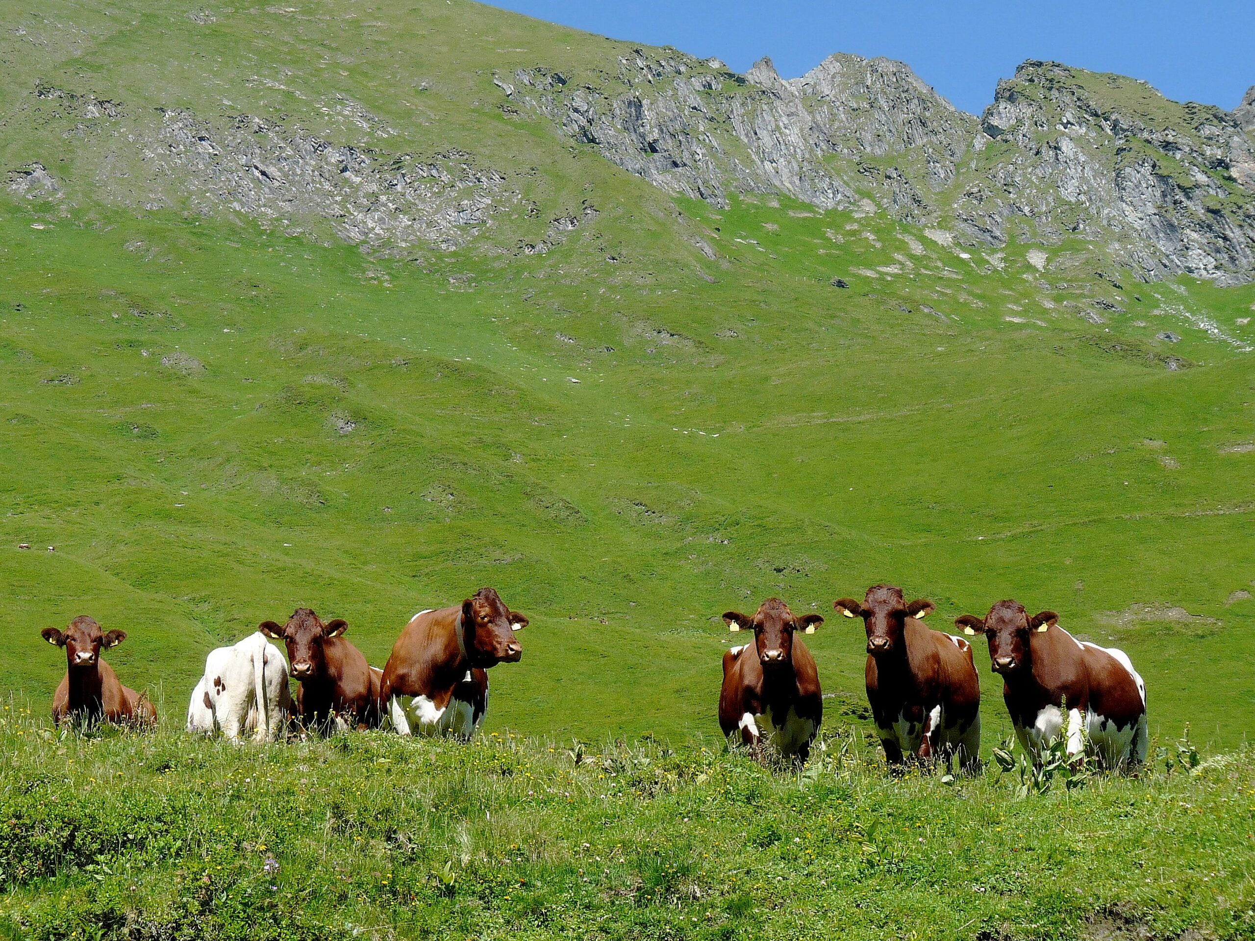 Kühe im Nationalpark Hohe Tauern