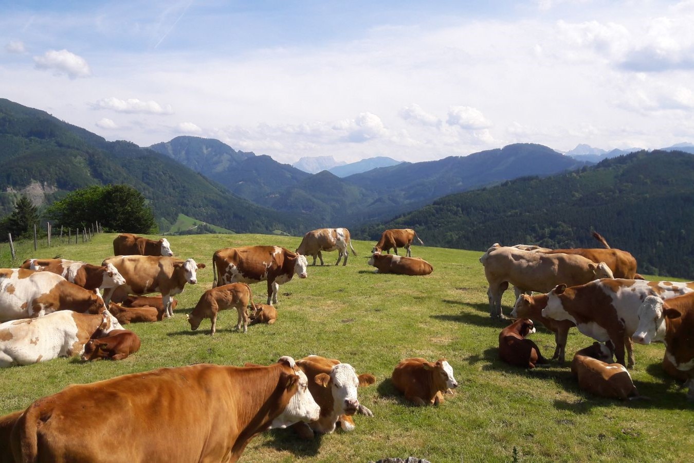 Kühe auf einer Wiese, im Hintergrund Berge und der Himmel