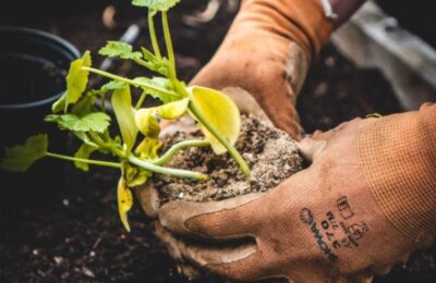 Hände mit Handschuhen halten eine Jungpflanze