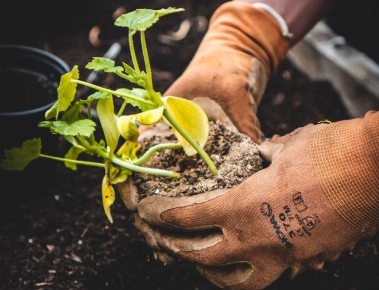 Hände mit Handschuhen halten eine Jungpflanze